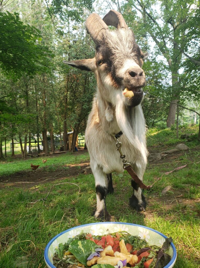 Goat eating Salad.